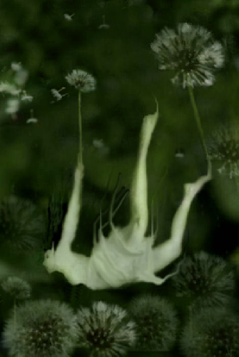 Ile wazy dmuchawiec?